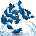 #color_white black blue
